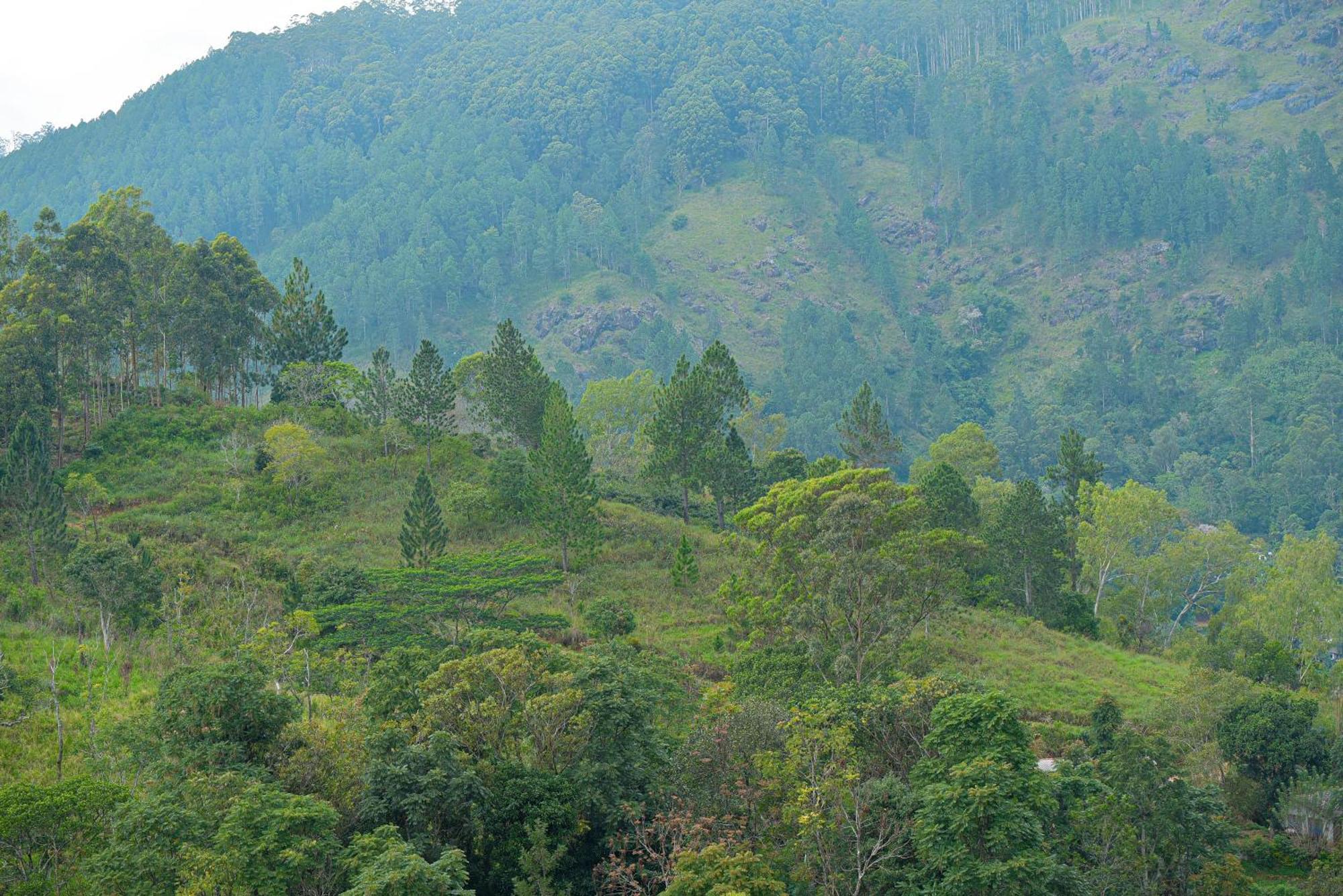Tea Hills Ella Hotel Exterior photo